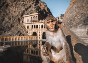 Galta-Ji-Cover-Monkey-Temple