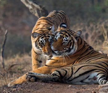 ranthambore-tourism